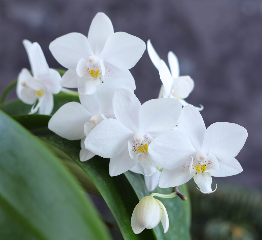 Белая орхидея - Irene Irene