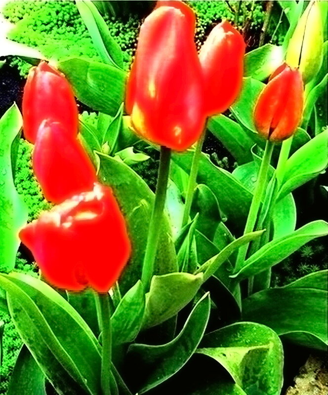 ТЮЛЬПАНЫ - ivana 