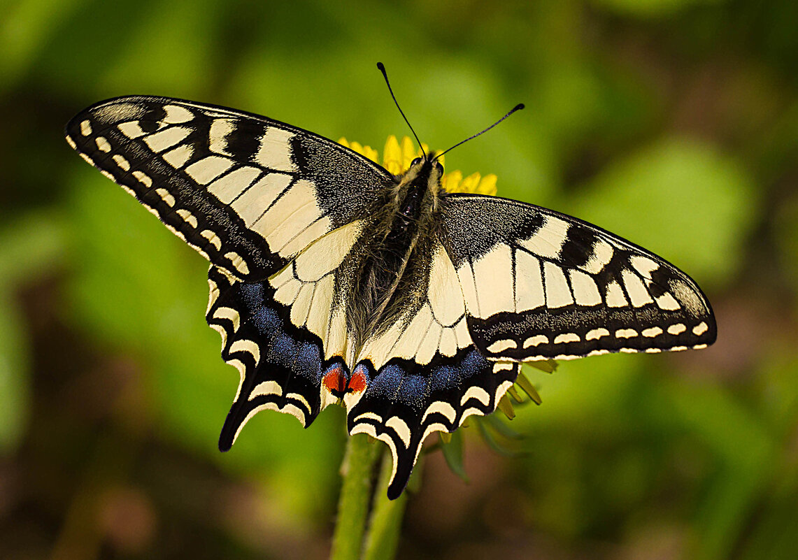 Бабочка - Андрей Пристяжнюк Бабочка - Андрей Пристяжнюк