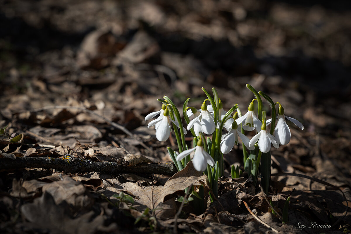Первые подснежники ... - Сергей Литвинов
