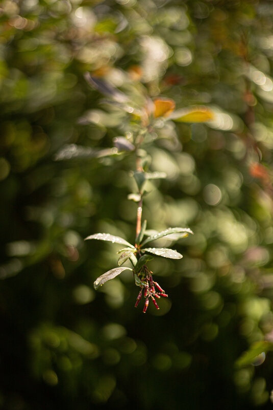 Ну очень колючий барбарис:) - Анастасия Фотографовна