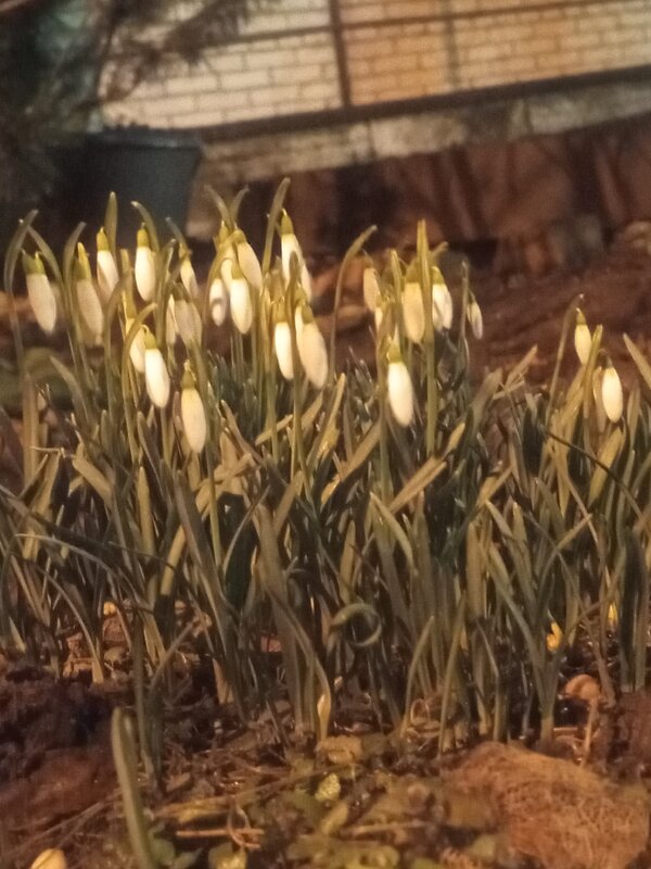 Галантус - Сапсан 