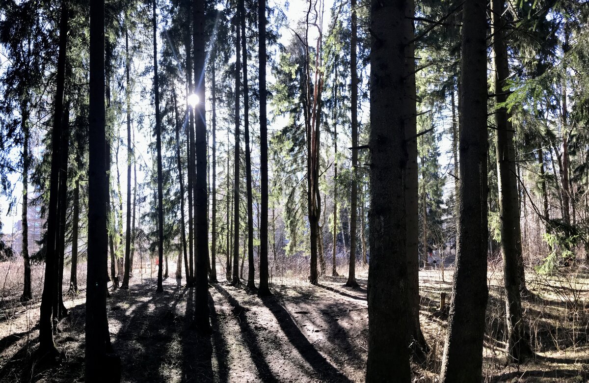 Полосатый лес. - Любовь 