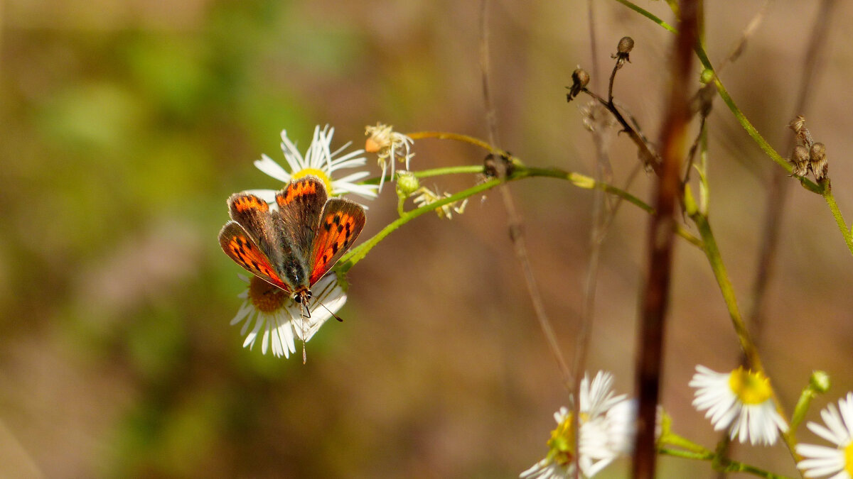 опять про бабочек 443 - Александр Прокудин опять про бабочек 443 - Александр Прокудин