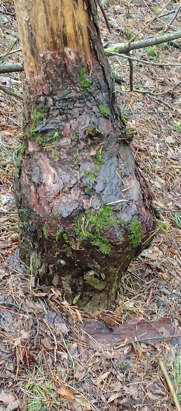 Кап - Валерий Степанов