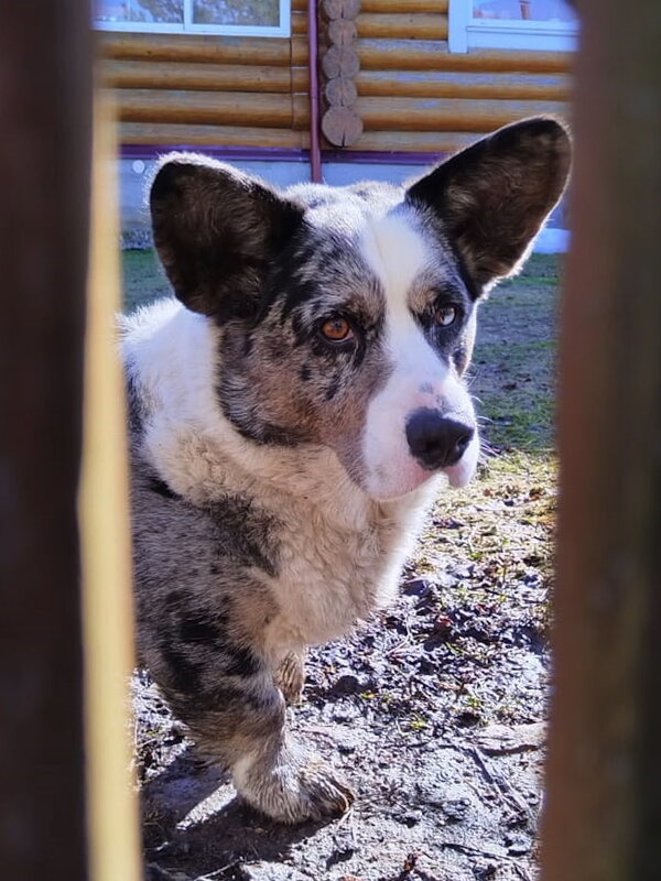 Чак на даче. - Ольга Довженко