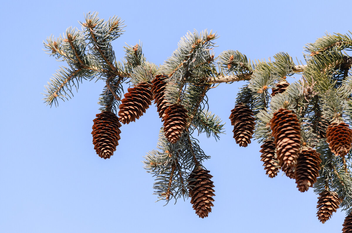 *** - Виктор Иванович Чернюк *** - Виктор Иванович Чернюк