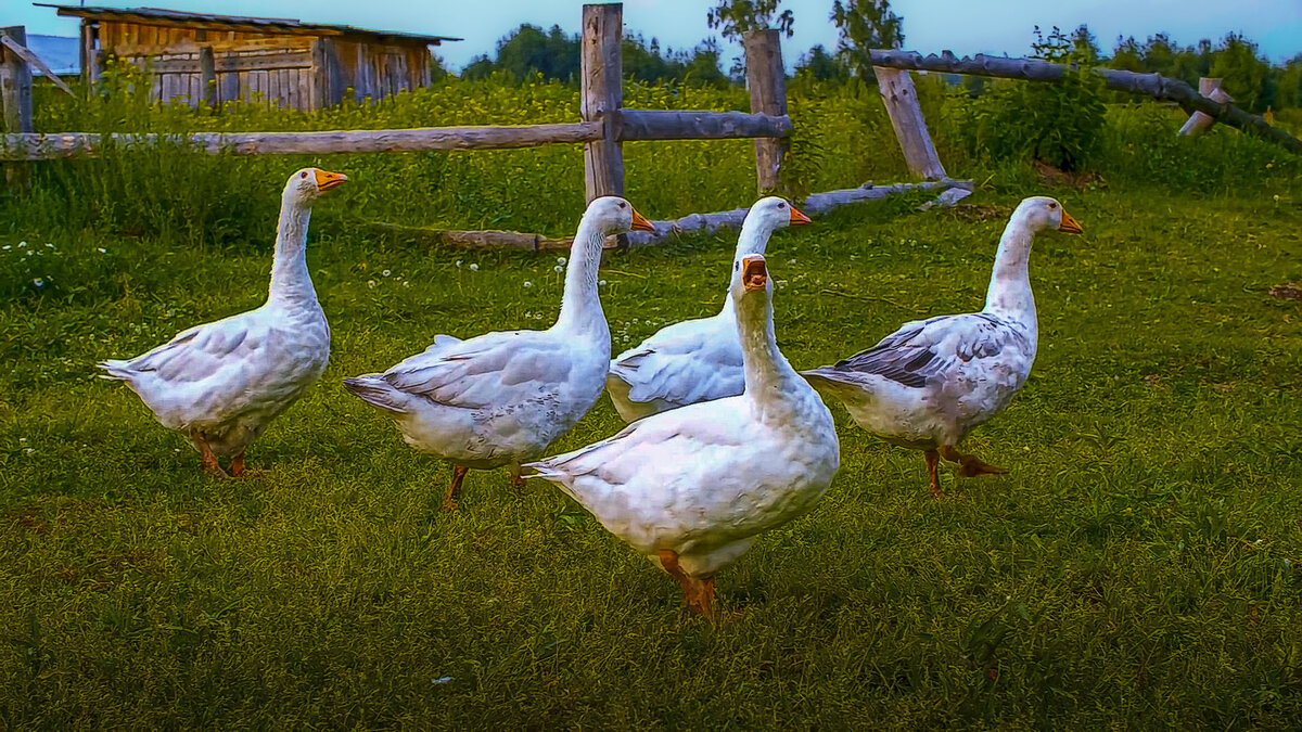 Гуси - Aleksey Afonin Гуси - Aleksey Afonin