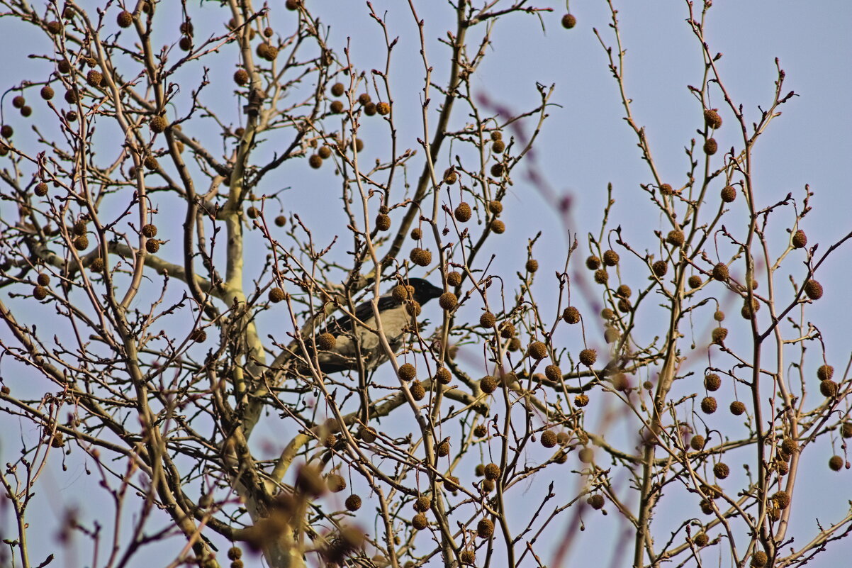 Серая ворона - Giant Tao / Серая ворона - Giant Tao /