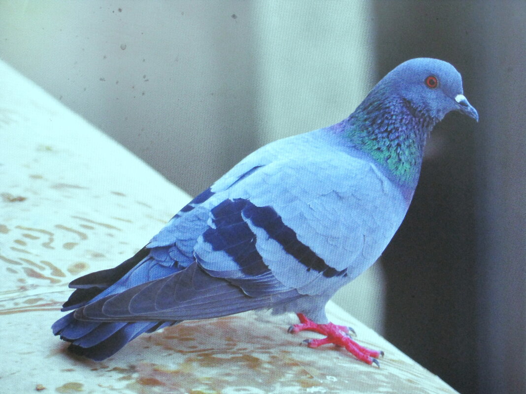 Красавчик прилетел - Людмила Смородинская Красавчик прилетел - Людмила Смородинская