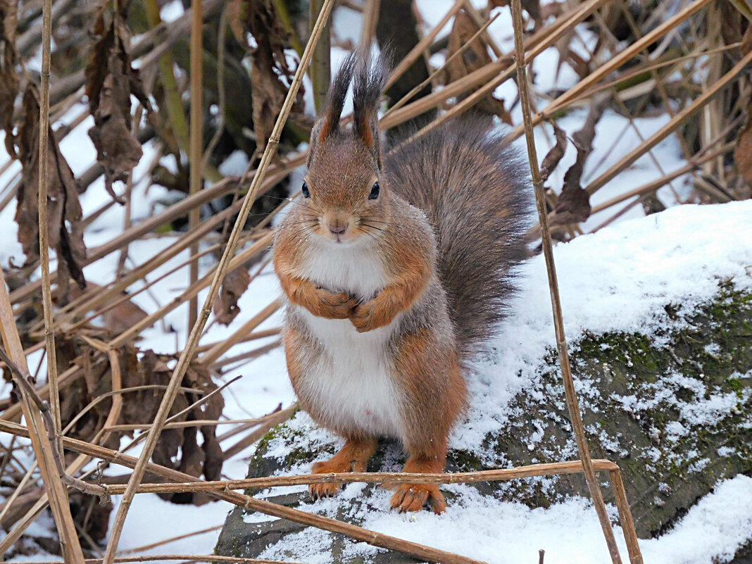 Белка - Лина Белка - Лина