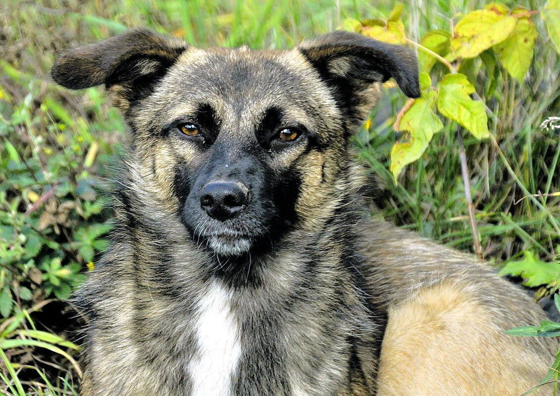 Красавец - Галина Шеина-Мюльдорфер