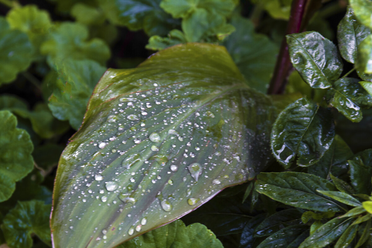 Серебро дождя - Валентин Семчишин