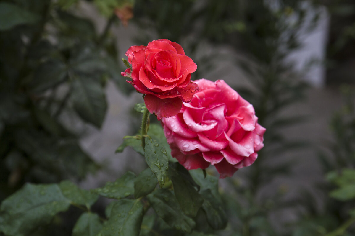 Алые розы - Валентин Семчишин Алые розы - Валентин Семчишин