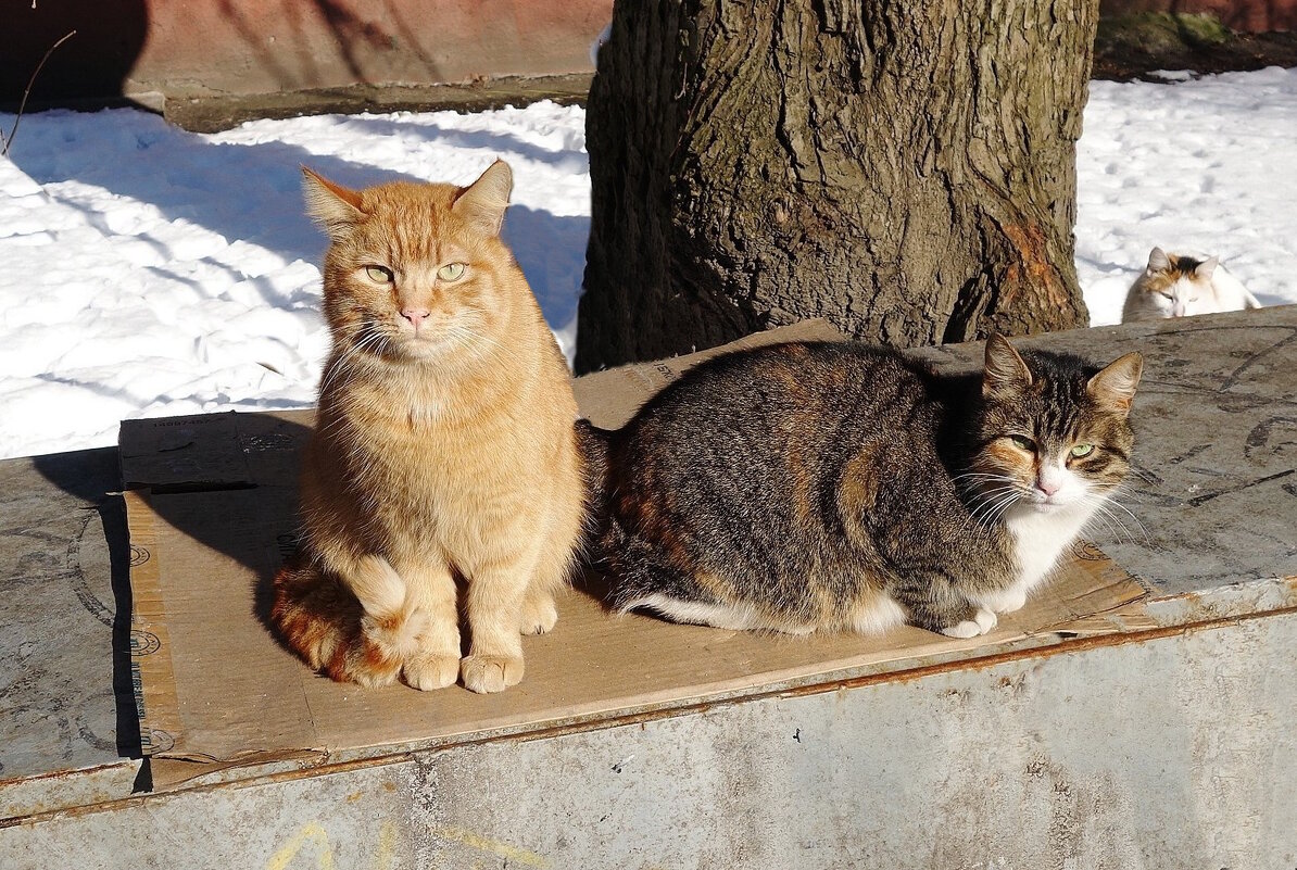 Братья наши меньшие... - Рита Симонова