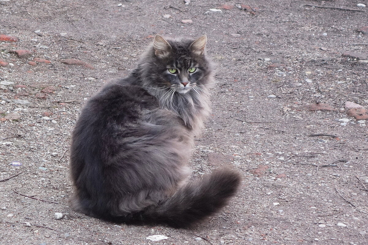 Братья наши меньшие - Рита Симонова Братья наши меньшие - Рита Симонова