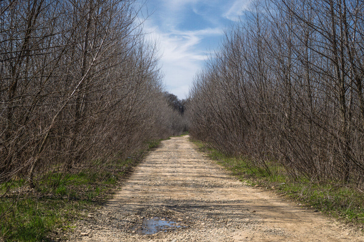 Весенняя прогулка - Игорь Сикорский Весенняя прогулка - Игорь Сикорский