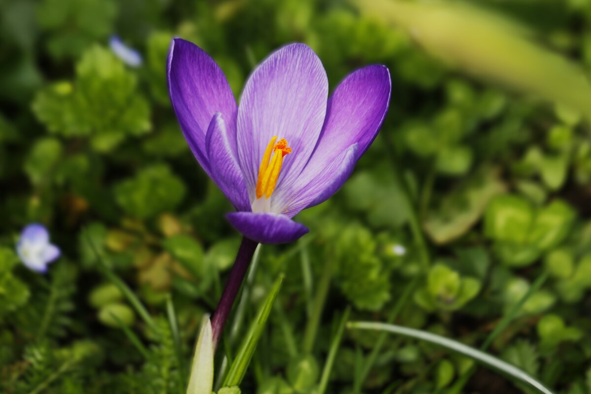 Весны цветок - Юрий. Шмаков Весны цветок - Юрий. Шмаков