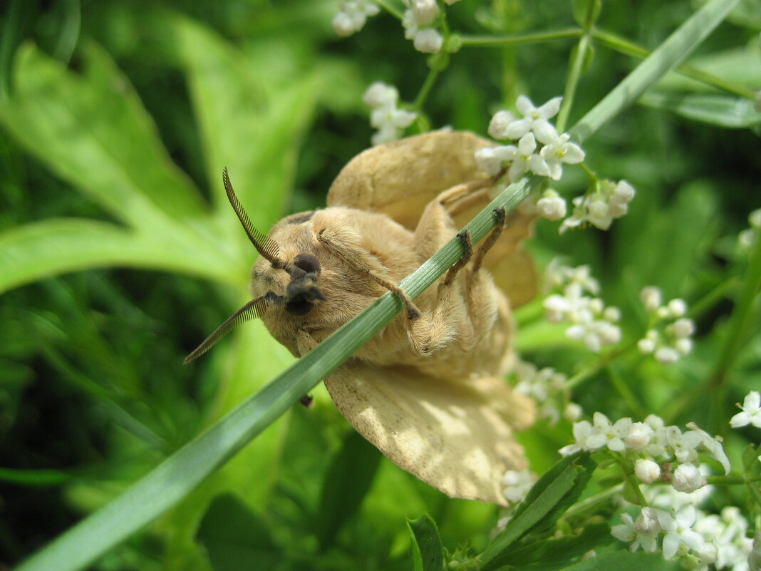 Шелкопряд/пяденица - Anna Ivanova Шелкопряд/пяденица - Anna Ivanova