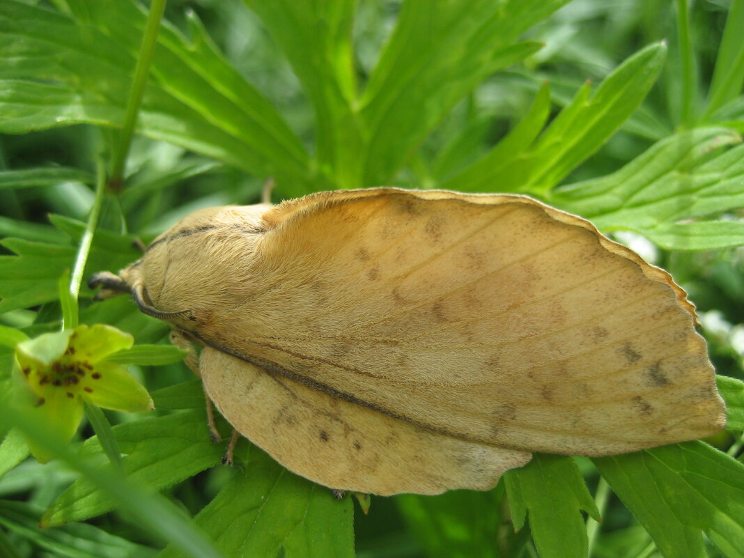 Шелкопряд/пяденица - Anna Ivanova Шелкопряд/пяденица - Anna Ivanova