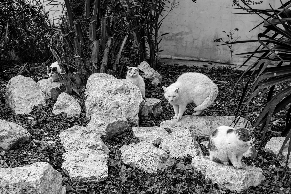 Стая - Eugene * Стая - Eugene *