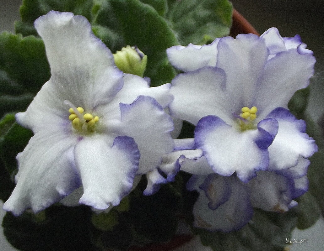 Фиалка - Freddy 97