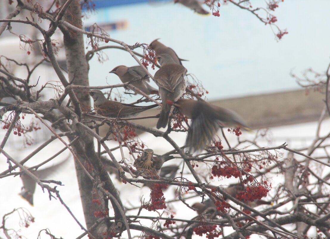 Март. - Венера Чуйкова