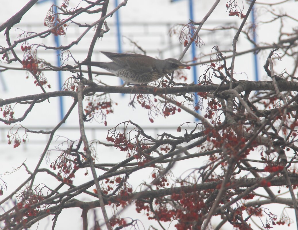 Март. - Венера Чуйкова