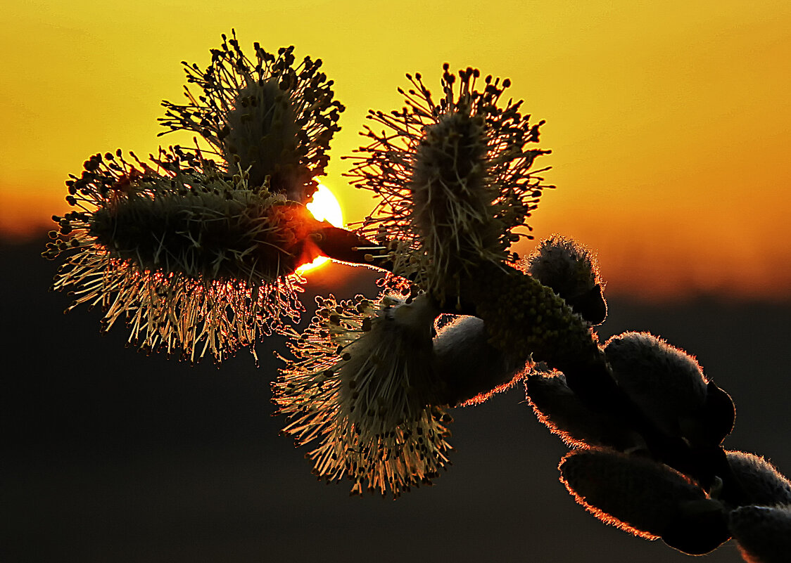 ***** - Андроник Александр ***** - Андроник Александр
