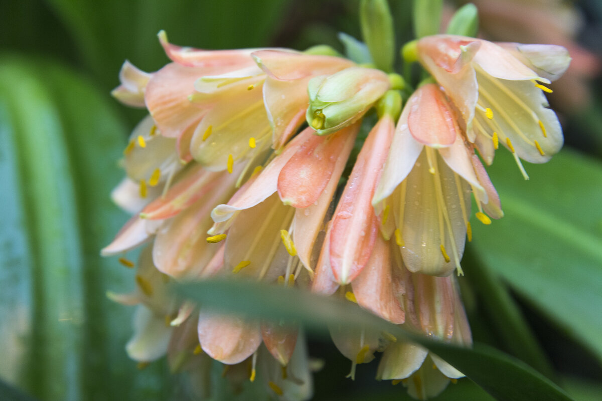 Цветок кливия благородная - Алексей Булак Цветок кливия благородная - Алексей Булак
