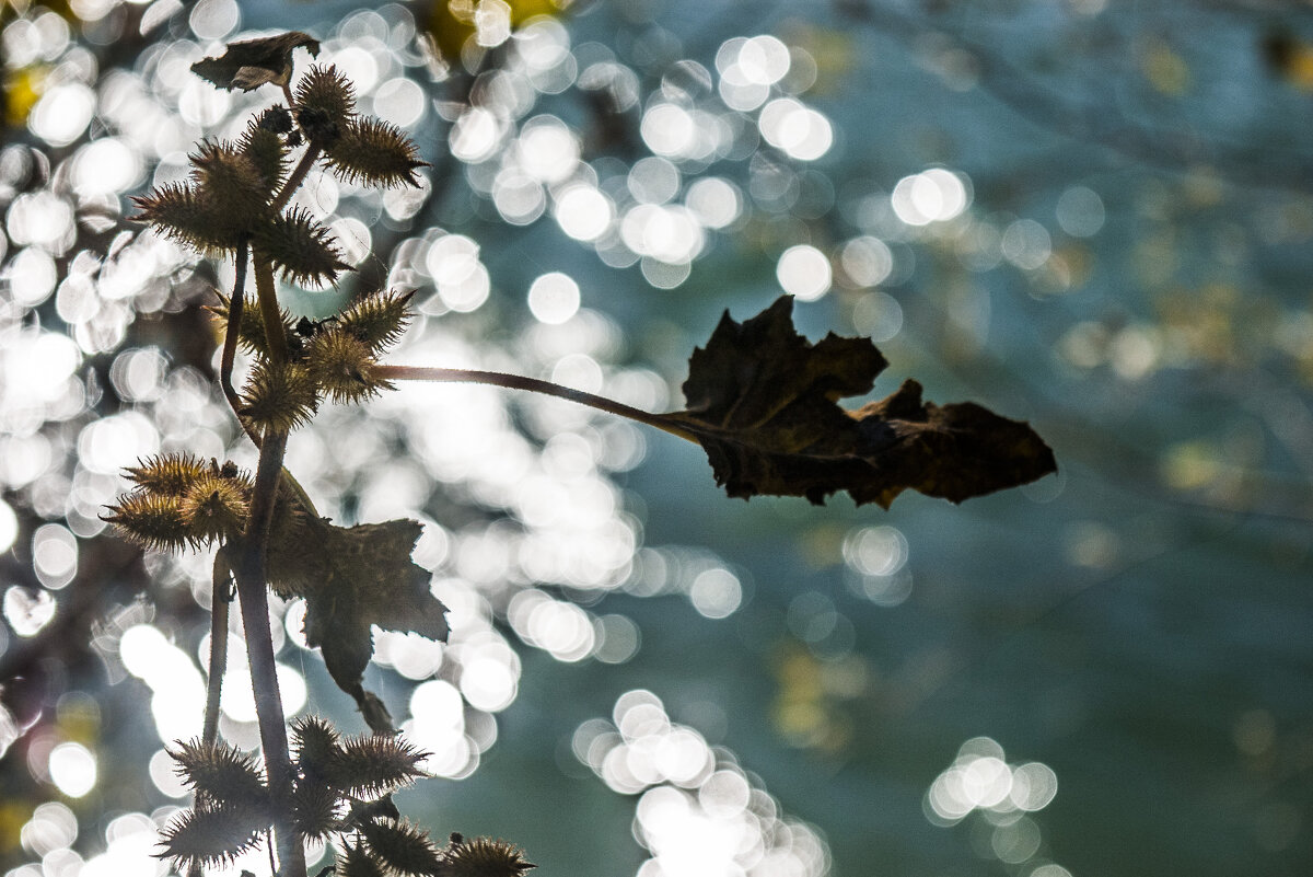 Сухостой & боке - Коля Лукашов