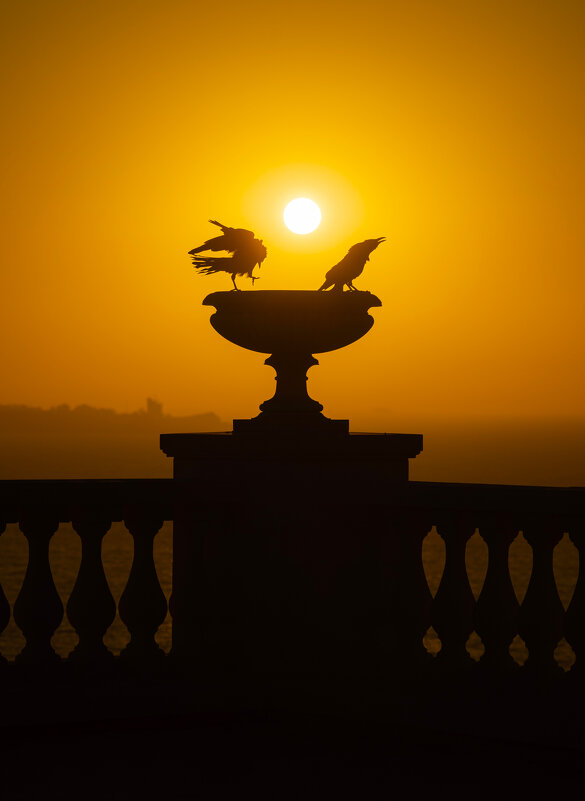 Рассветные танцы Боспорских грачей. - Анатолий Щербак