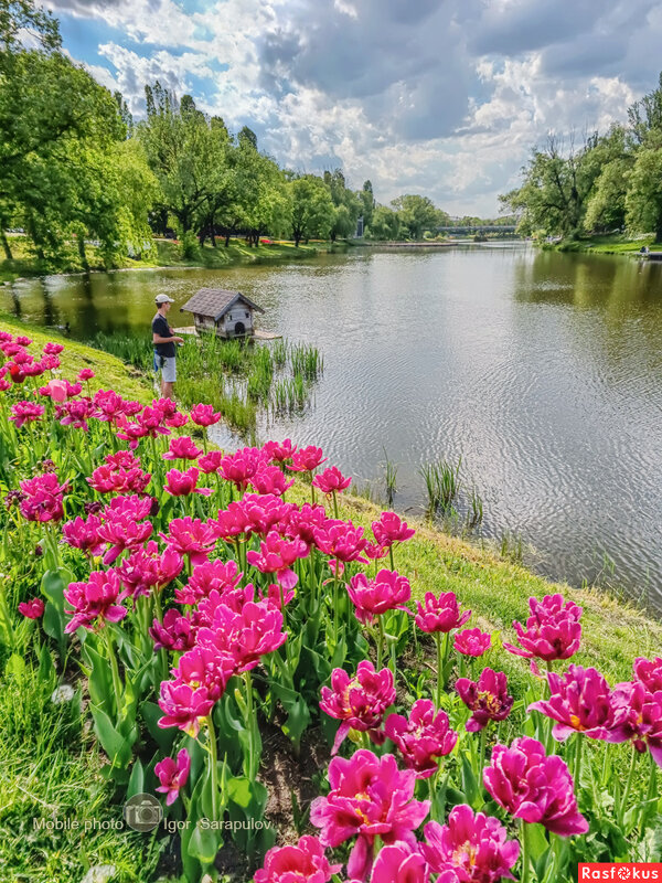 Тюльпановая весна - Игорь Сарапулов Тюльпановая весна - Игорь Сарапулов