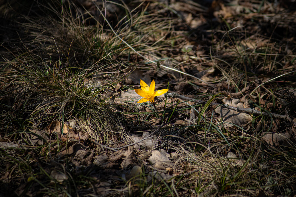 Крокус. - Дмитрий А