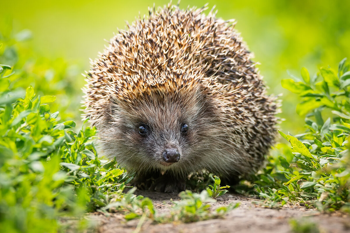 Ёжик - Alex Bush Ёжик - Alex Bush