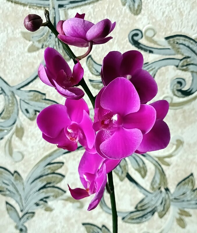 Мини орхидея. - Ирина ***