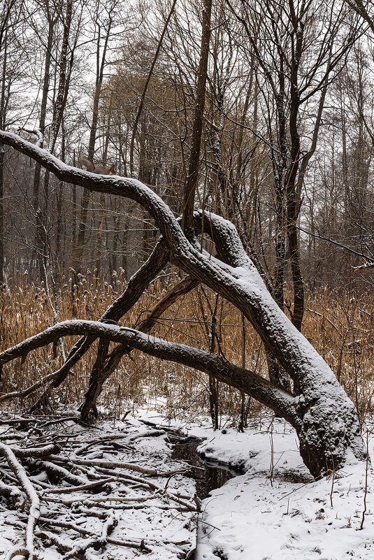 Дерево с белкой - Michel 