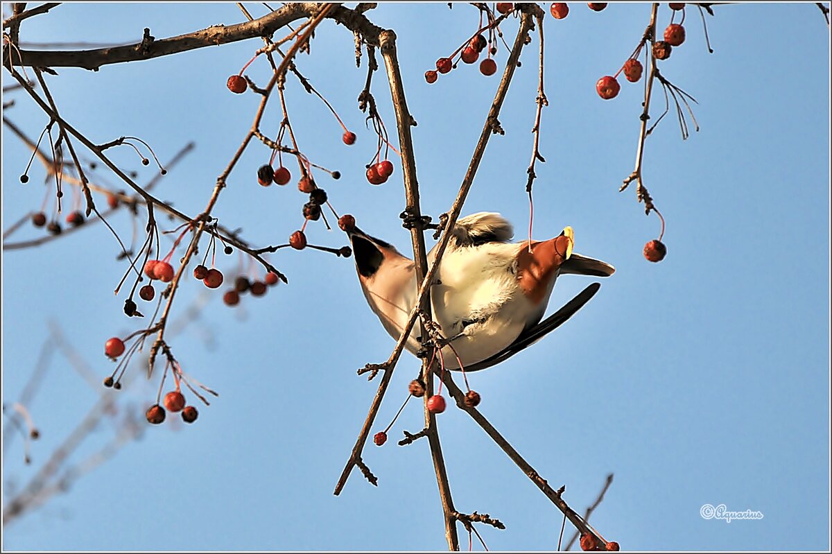 Про свиристель... - Aquarius - Сергей Про свиристель... - Aquarius - Сергей