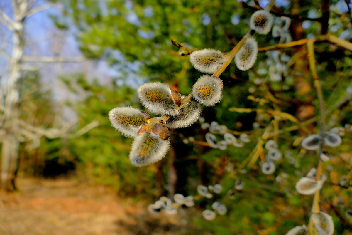 флора марта 2025 4 - Александр Прокудин флора марта 2025 4 - Александр Прокудин