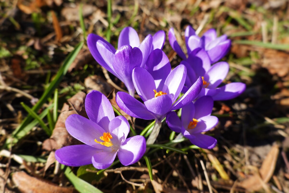 Крокус очень красивый, яркий весенний цветок, символизирующий надежду и возрождение... - Галина Крокус очень красивый, яркий весенний цветок, символизирующий надежду и возрождение... - Галина