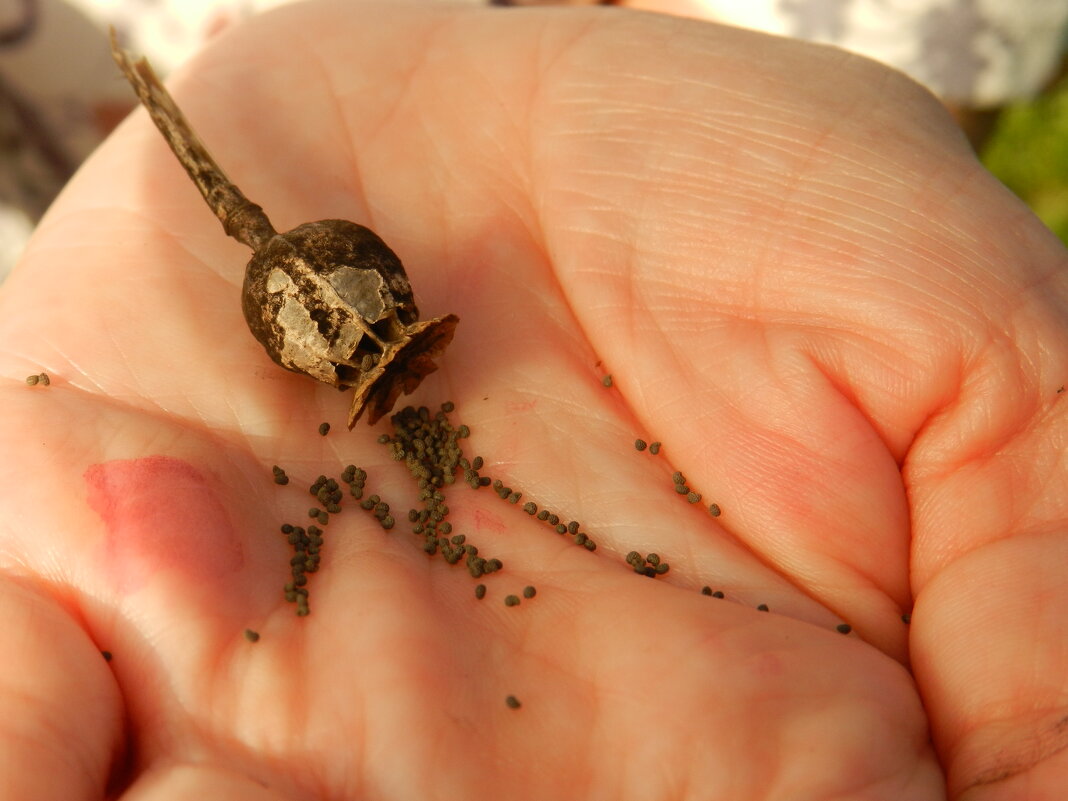мак (семена и коробочка) - Александр Кольцов мак (семена и коробочка) - Александр Кольцов