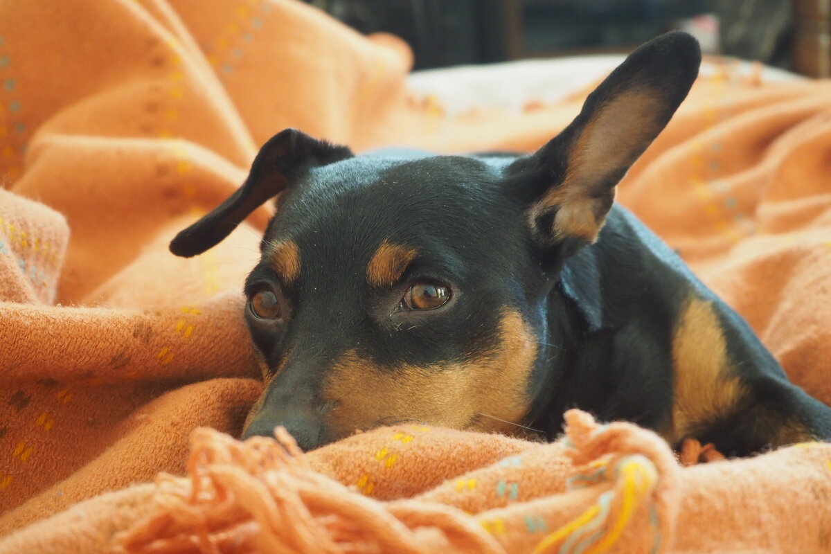 * - petrowic petrowic