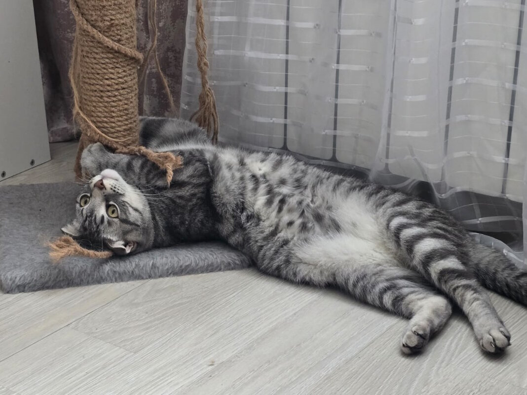 Мечтатель - Ольга Довженко Мечтатель - Ольга Довженко