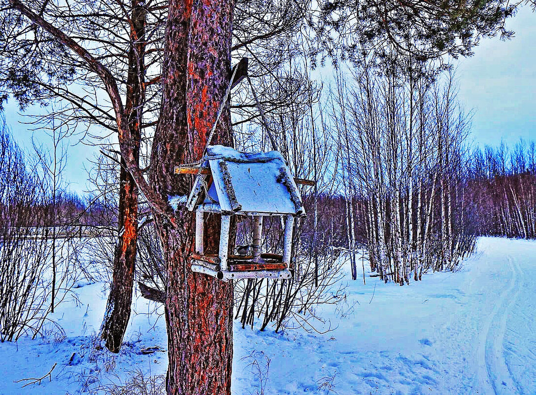 В память  о птичьей кормушке у лыжни! - Владимир 