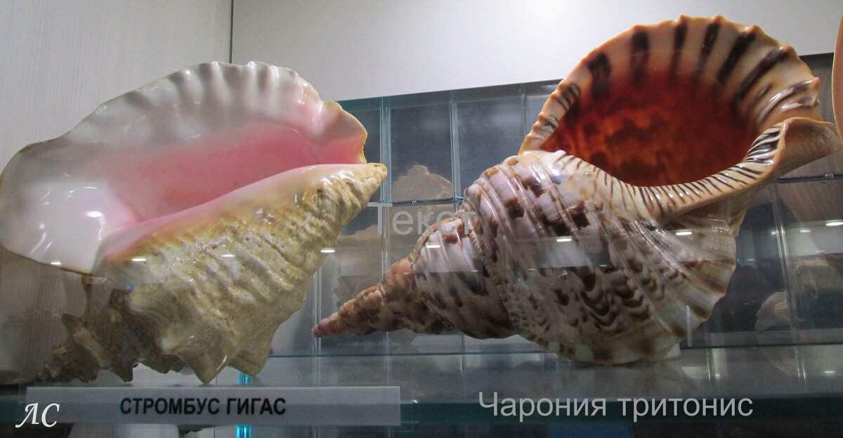 Морские обитатели - Любовь Сахарова