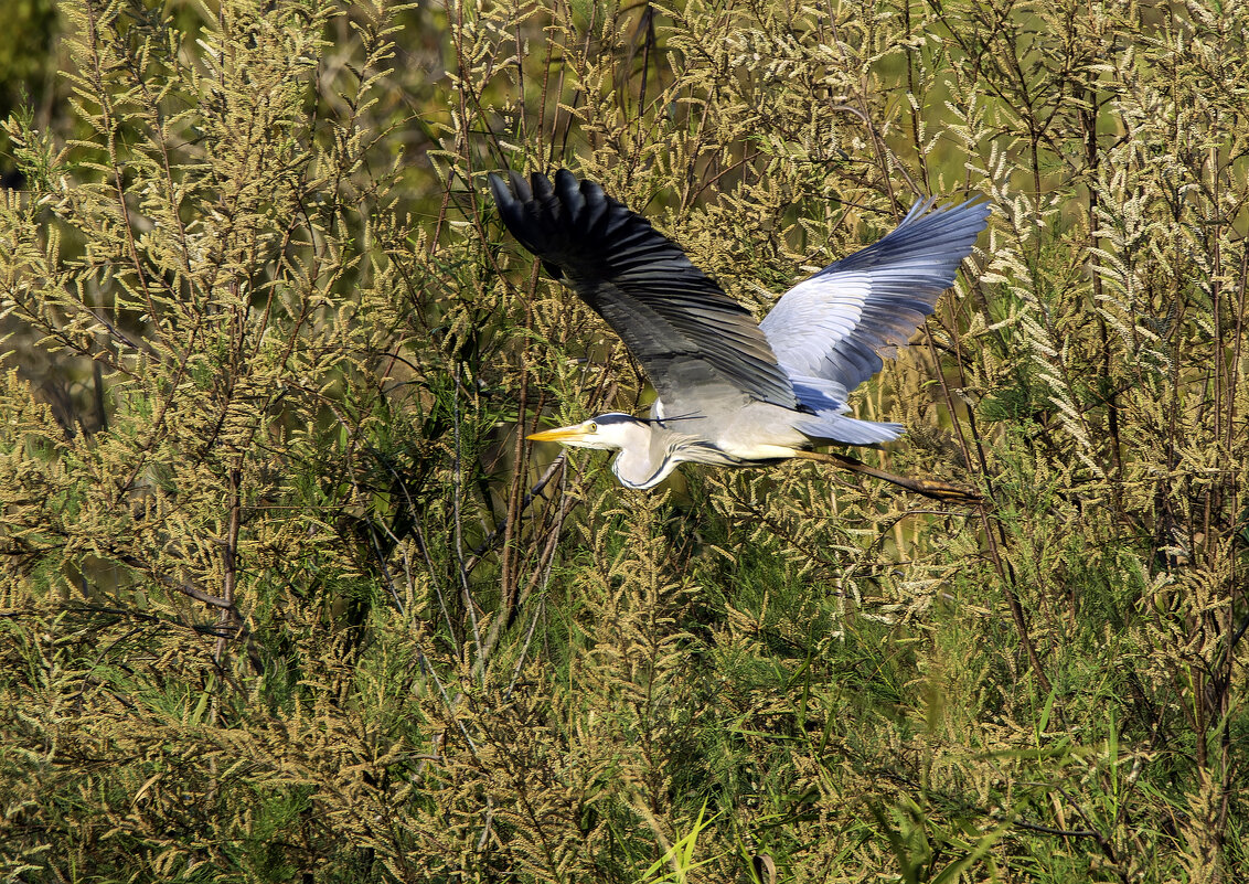 Большая голубая цапля. - Alexander Amromin Большая голубая цапля. - Alexander Amromin