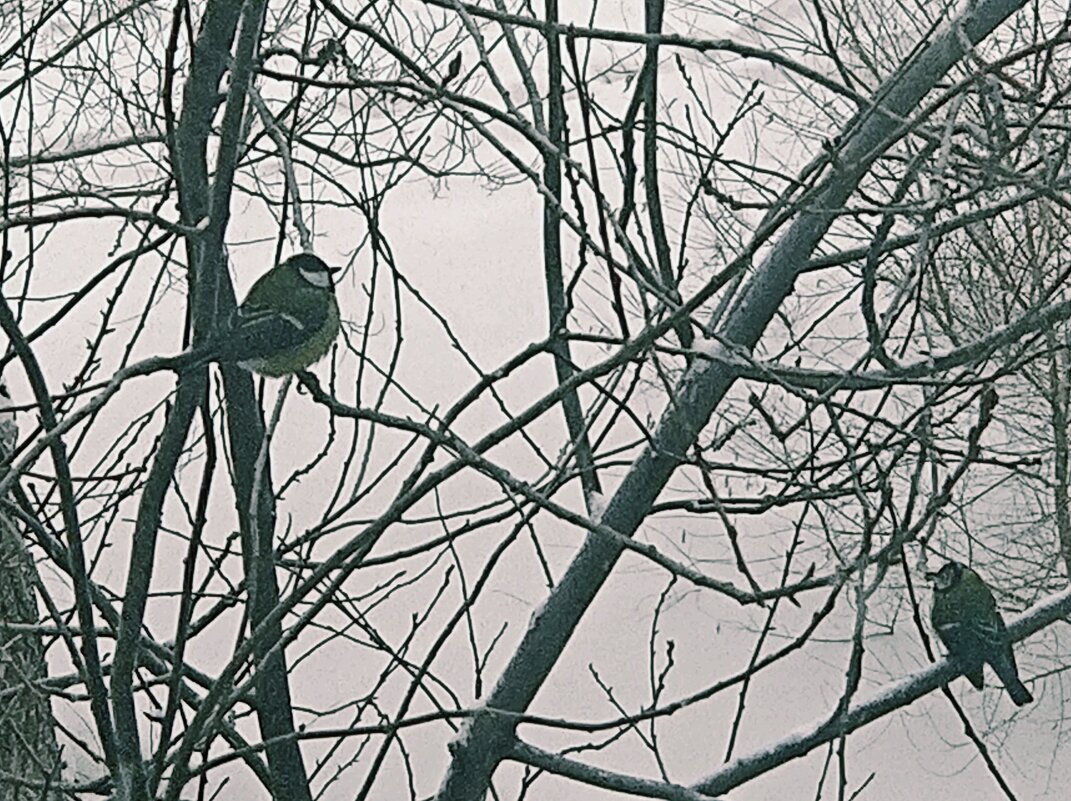 Синицы у окна - Андрей Хлопонин Синицы у окна - Андрей Хлопонин