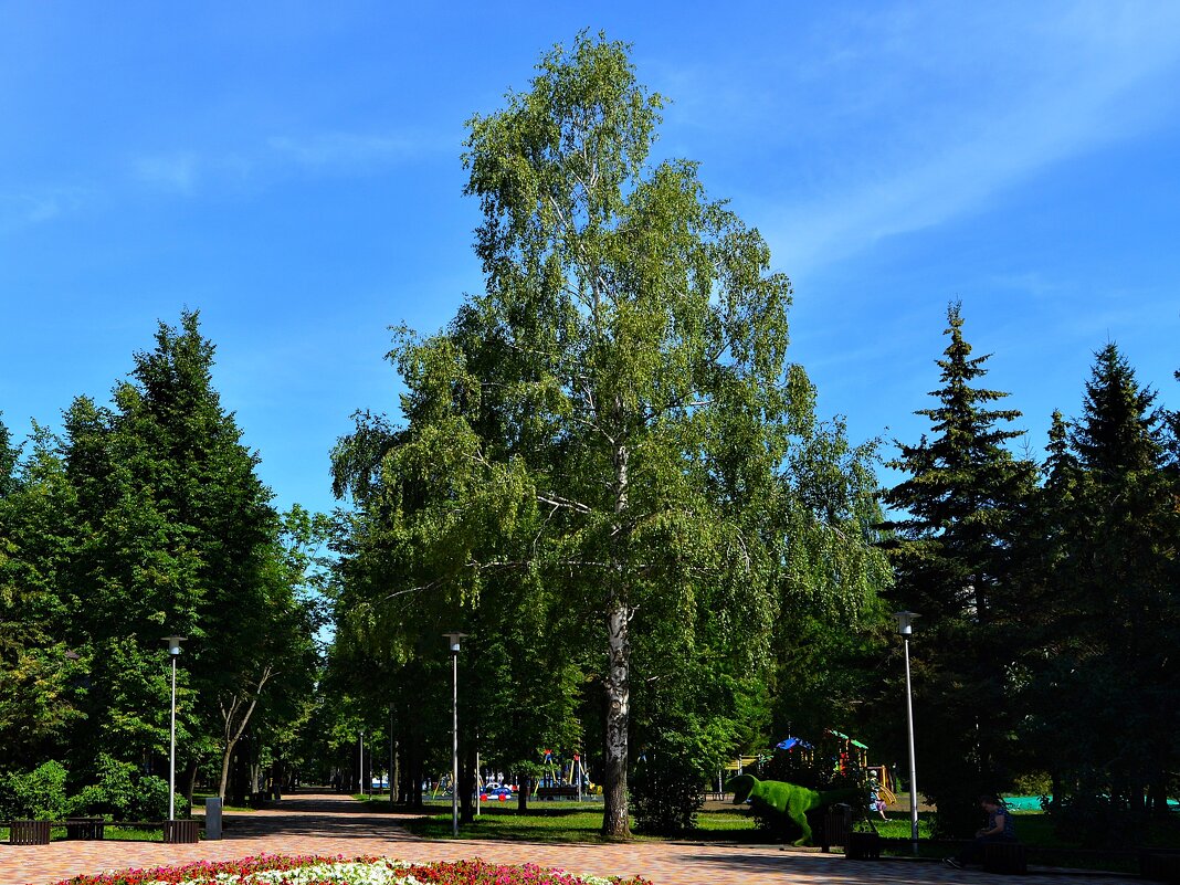 Чебоксары. Берёзка на входе в Дорисс-парк. - Пётр Чернега Чебоксары. Берёзка на входе в Дорисс-парк. - Пётр Чернега