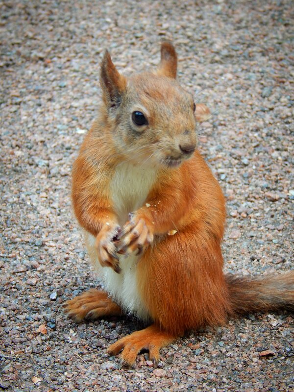 Белочка 2 - Юлия Голикова