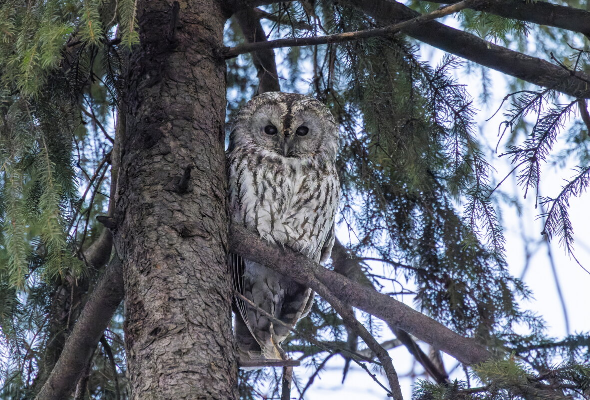 серая неясыть - юрий макаров серая неясыть - юрий макаров